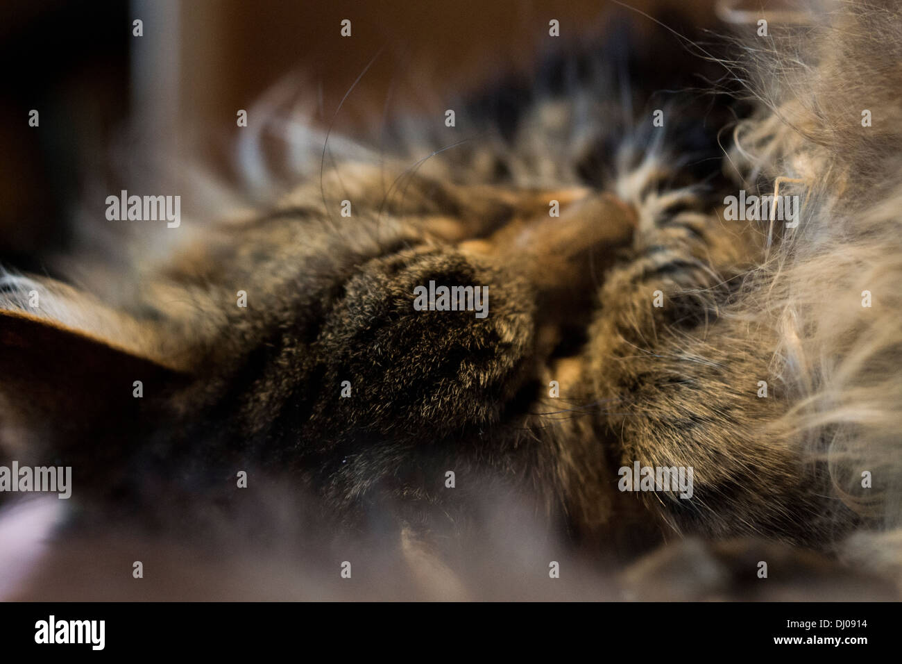 cat sleeping head whiskers paws curled up relaxing Stock Photo Alamy
