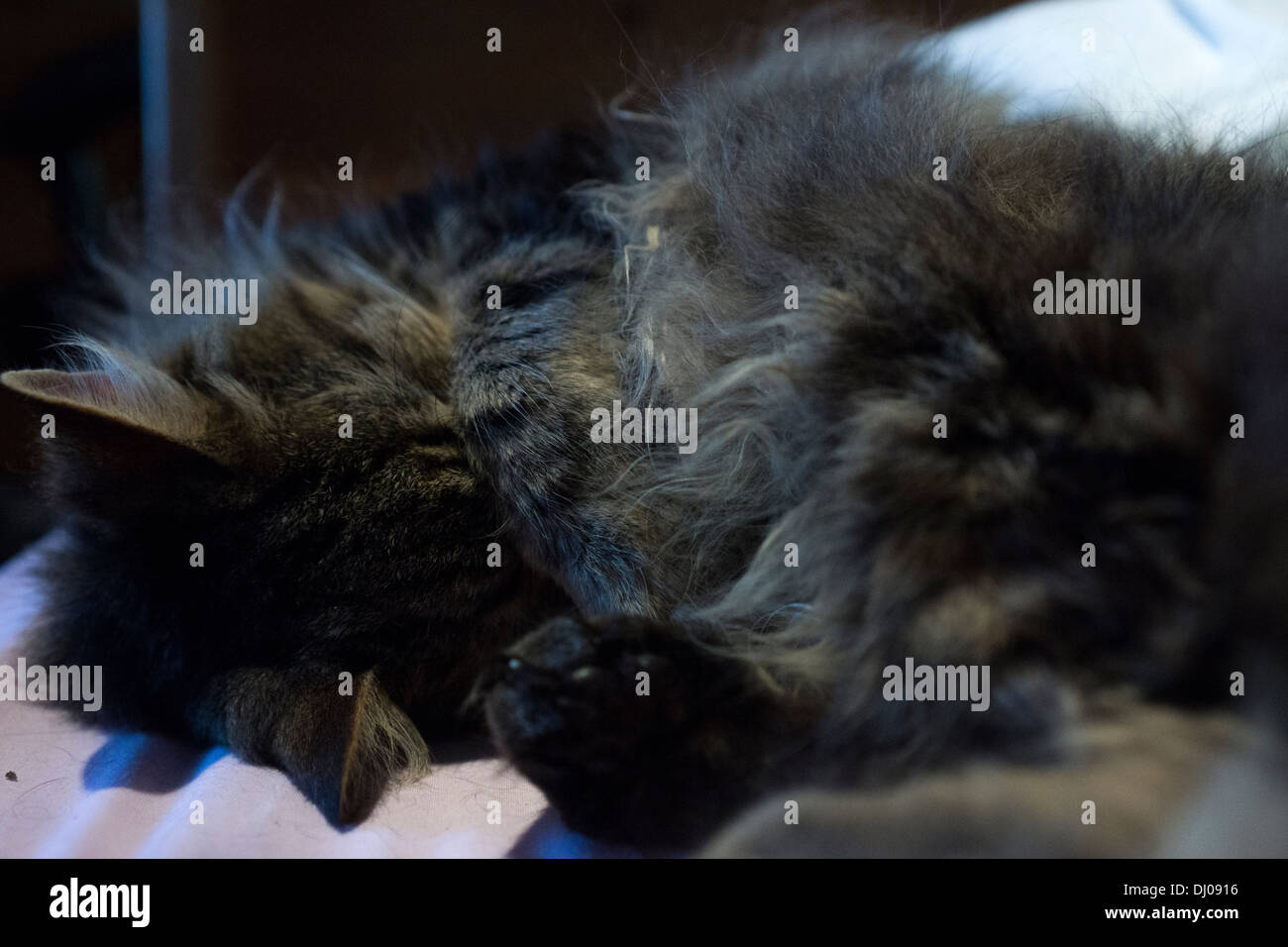 cat body hair head sleeping cat long hair belly Stock Photo Alamy