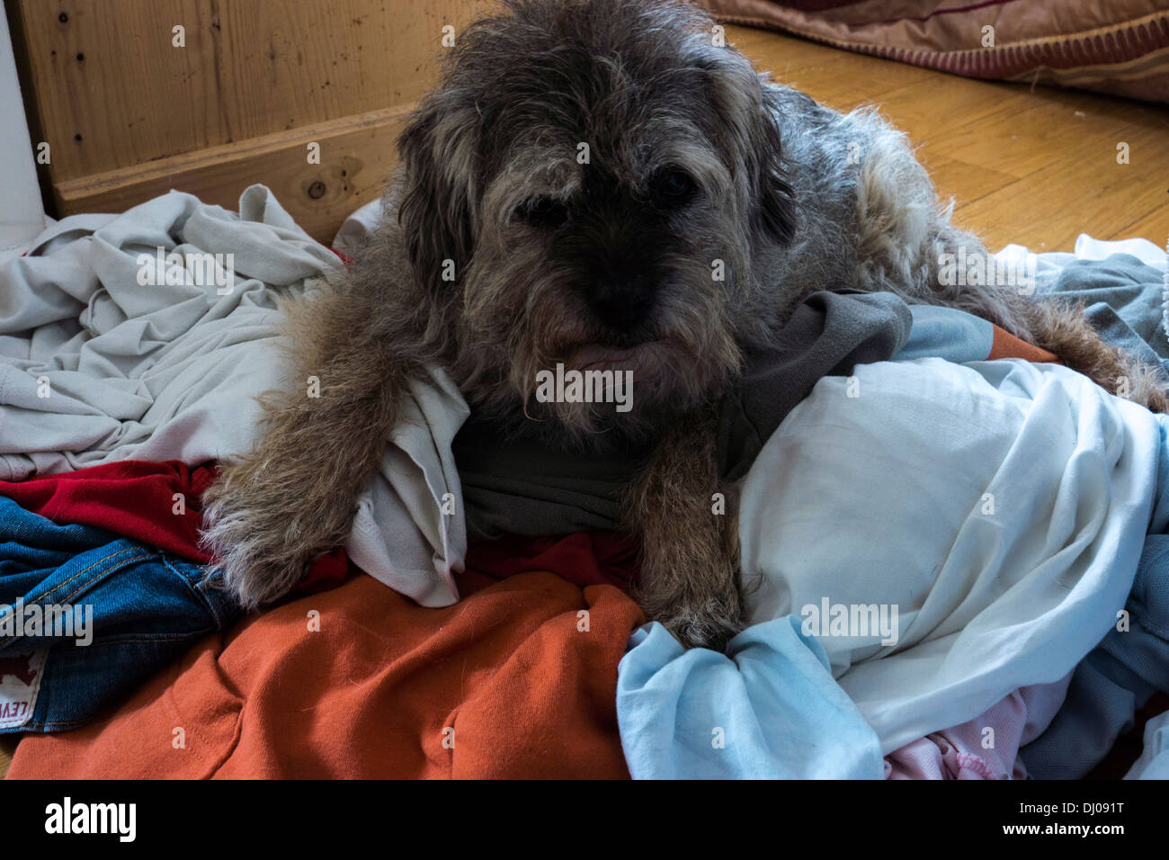 border terrier old dog laying down washing bundle Stock Photo