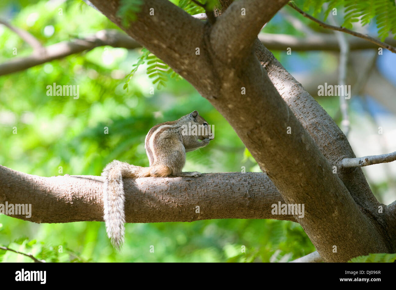 The Indian palm squirrel (Funambulus palmarum) also known as three