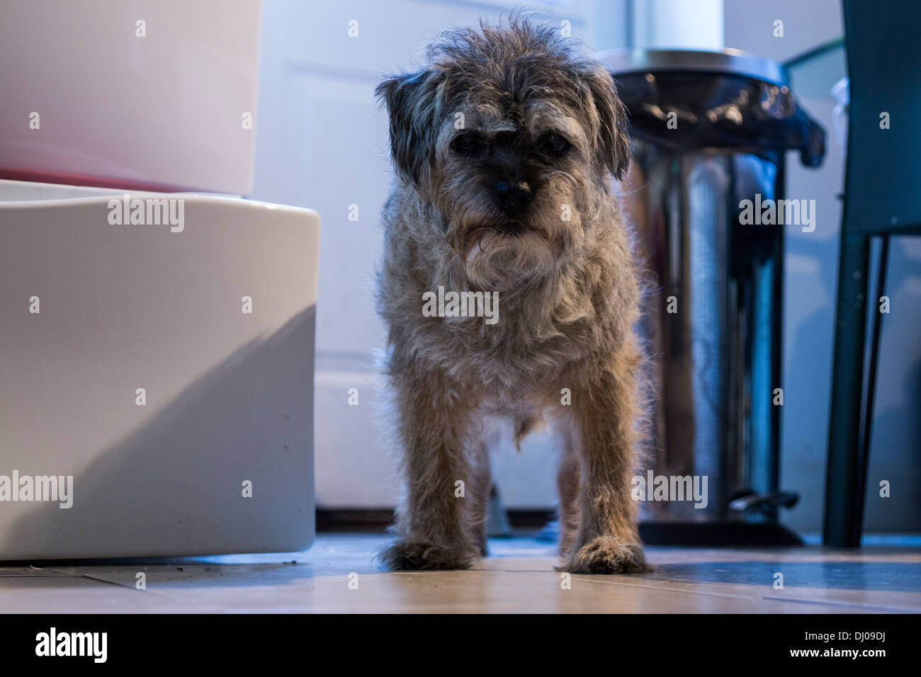 Border terrier dog shaved cut hair bin chair door Stock Photo - Alamy