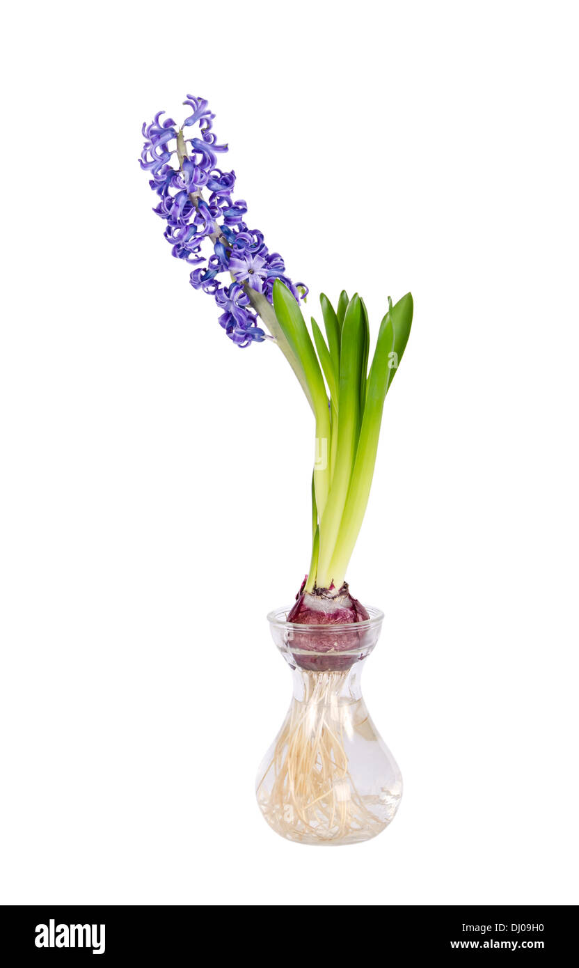 Blue Hyacinth flower blooming in clear glass vase isolated over white Stock Photo