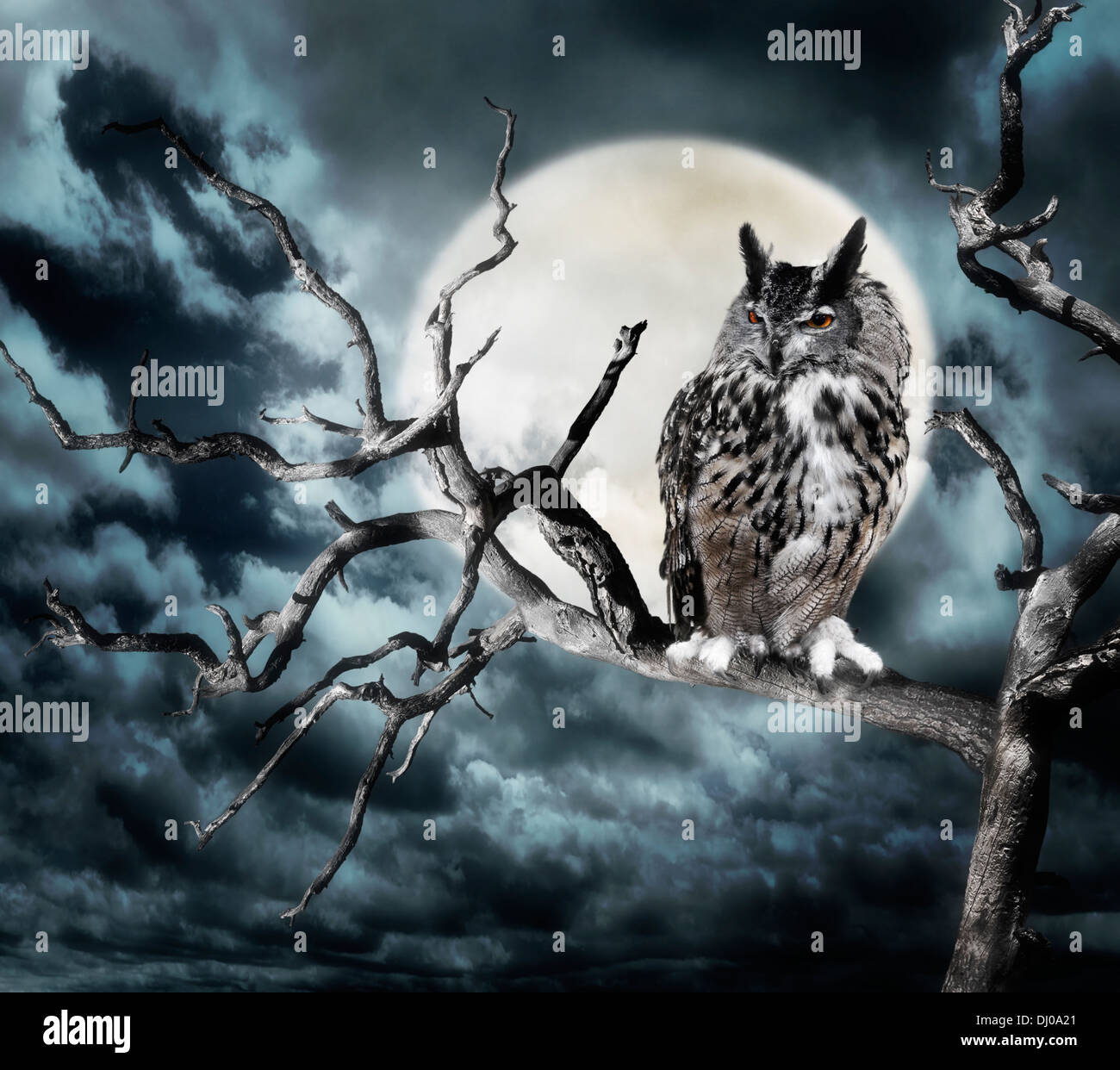 Owl Tree Moon High Resolution Stock Photography and Images Alamy