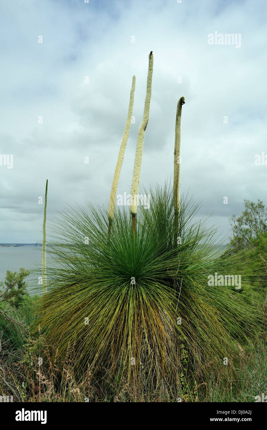 Grass trees (Xanthorrhoea preissii), in flower, displaying prominent flower stalks. Also known as Balga. Stock Photo