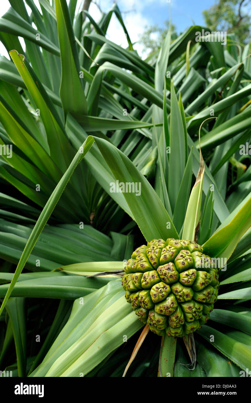 Leaves and fruit of the Screw Pine (Pandanus fascicularis) Stock Photo