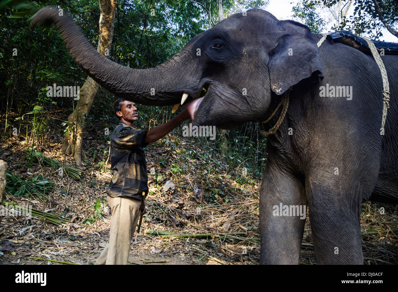 A mahout or cornac, feeding his elephant. Sreemangal, Sylhet Division, Bangladesh Stock Photo