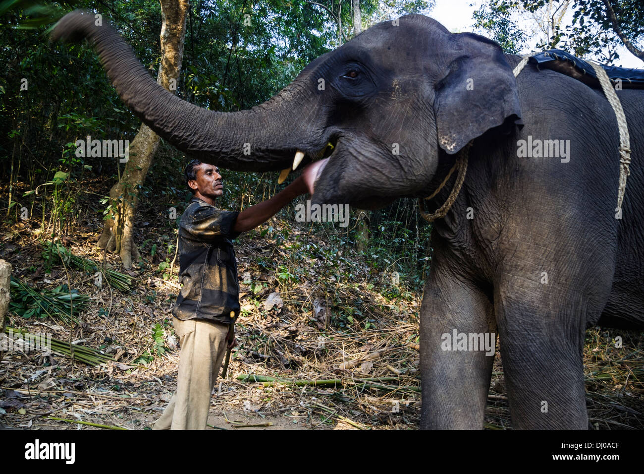 éléphant cornac hi-res stock photography and images - Alamy