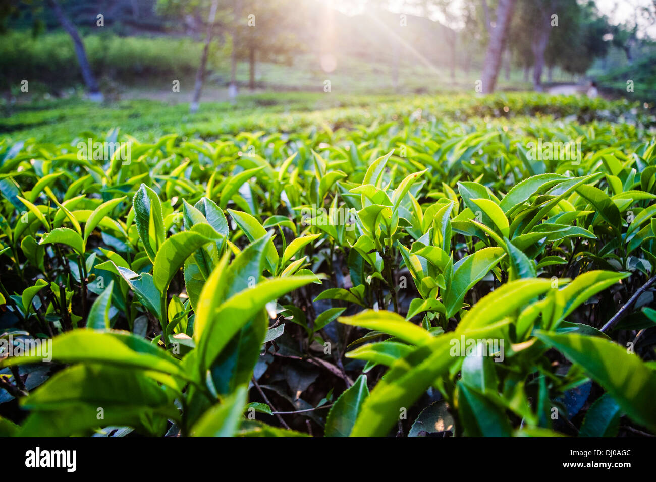 Tea estate. Srimangal, Bangladesh Stock Photo