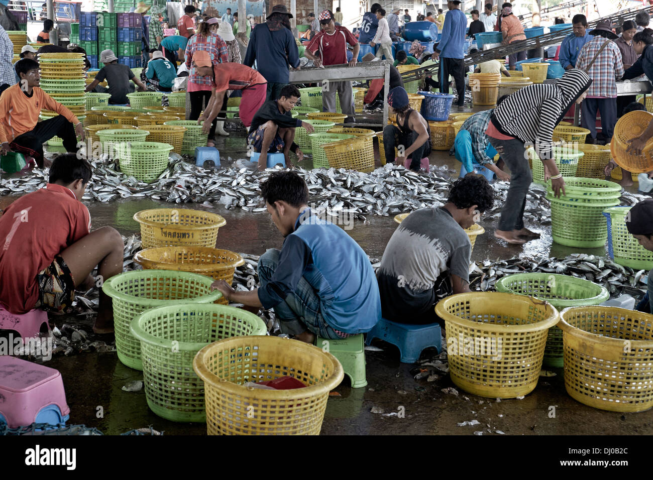 Thailand fish industry. Thai fish market. Sorting fresh fish catch