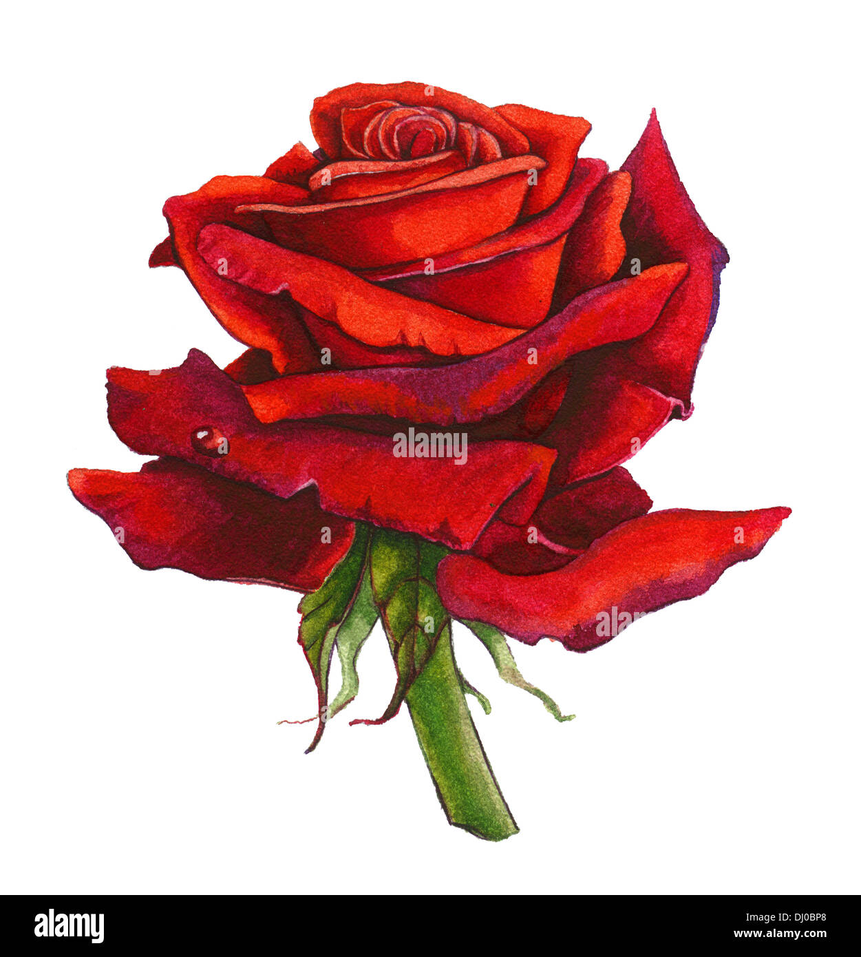 Single rose painting hi-res stock photography and images - Alamy