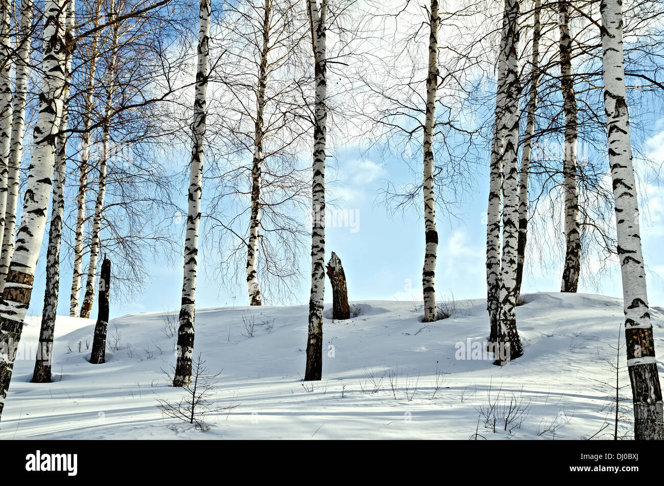 Birch trees in a forest against the background of snow, blue sky and ...
