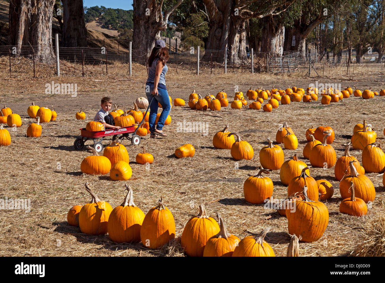 Woman hauling pumpkins with her boy in a little red wagon at the St. Vincent’s Field pumpkin patch, San Rafael, California, USA. Stock Photo