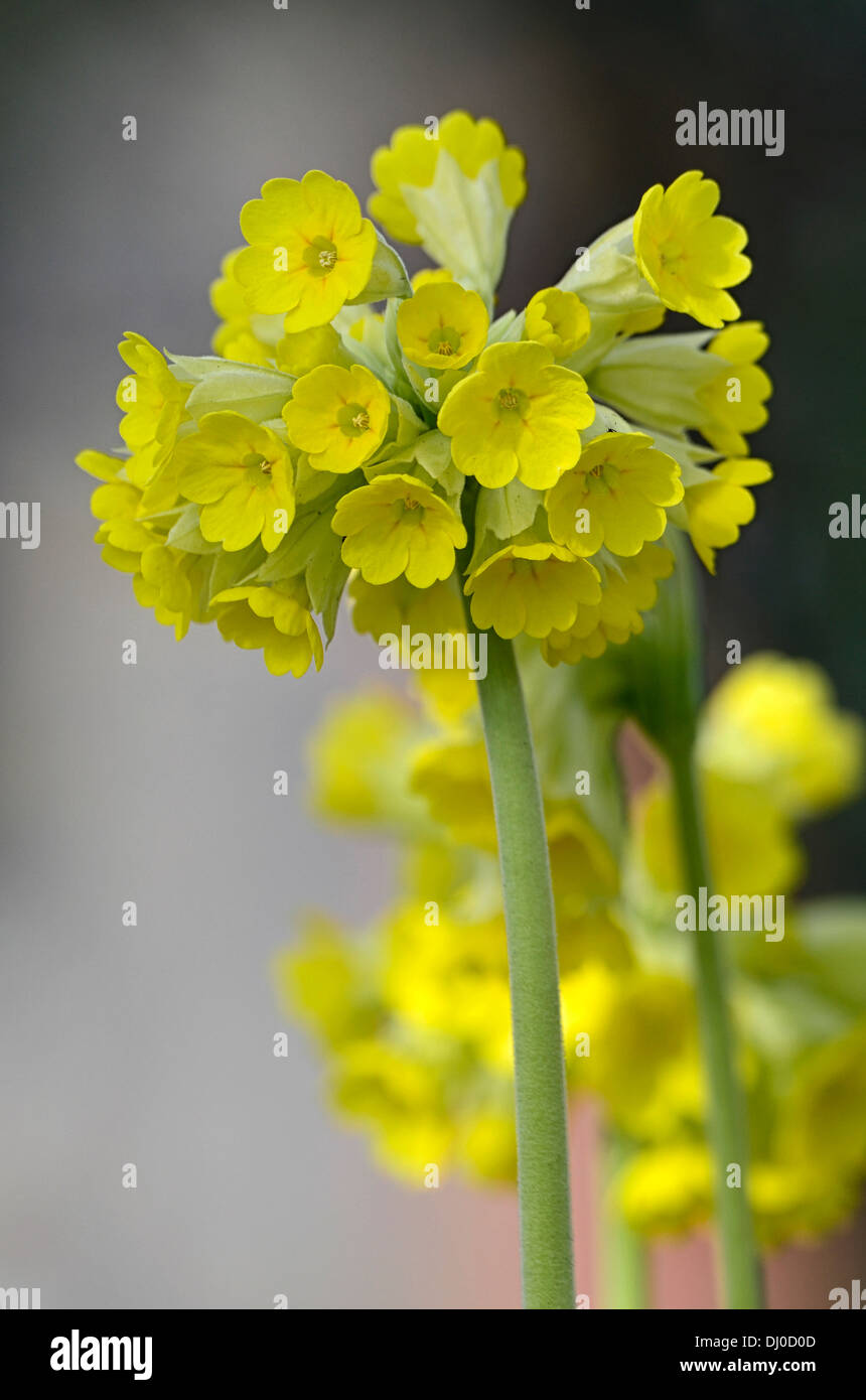 primula veris ssp macrocalyx yellow flower flowers blooms spring primrose syn synonym Primula uralensis Stock Photo