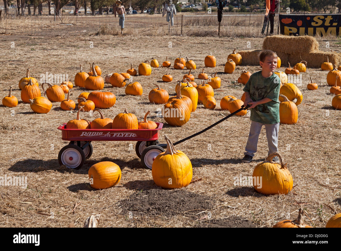 Boy hauling pumpkins in a little red wagon at the St. Vincent’s Field pumpkin patch, San Rafael, California, USA. Stock Photo