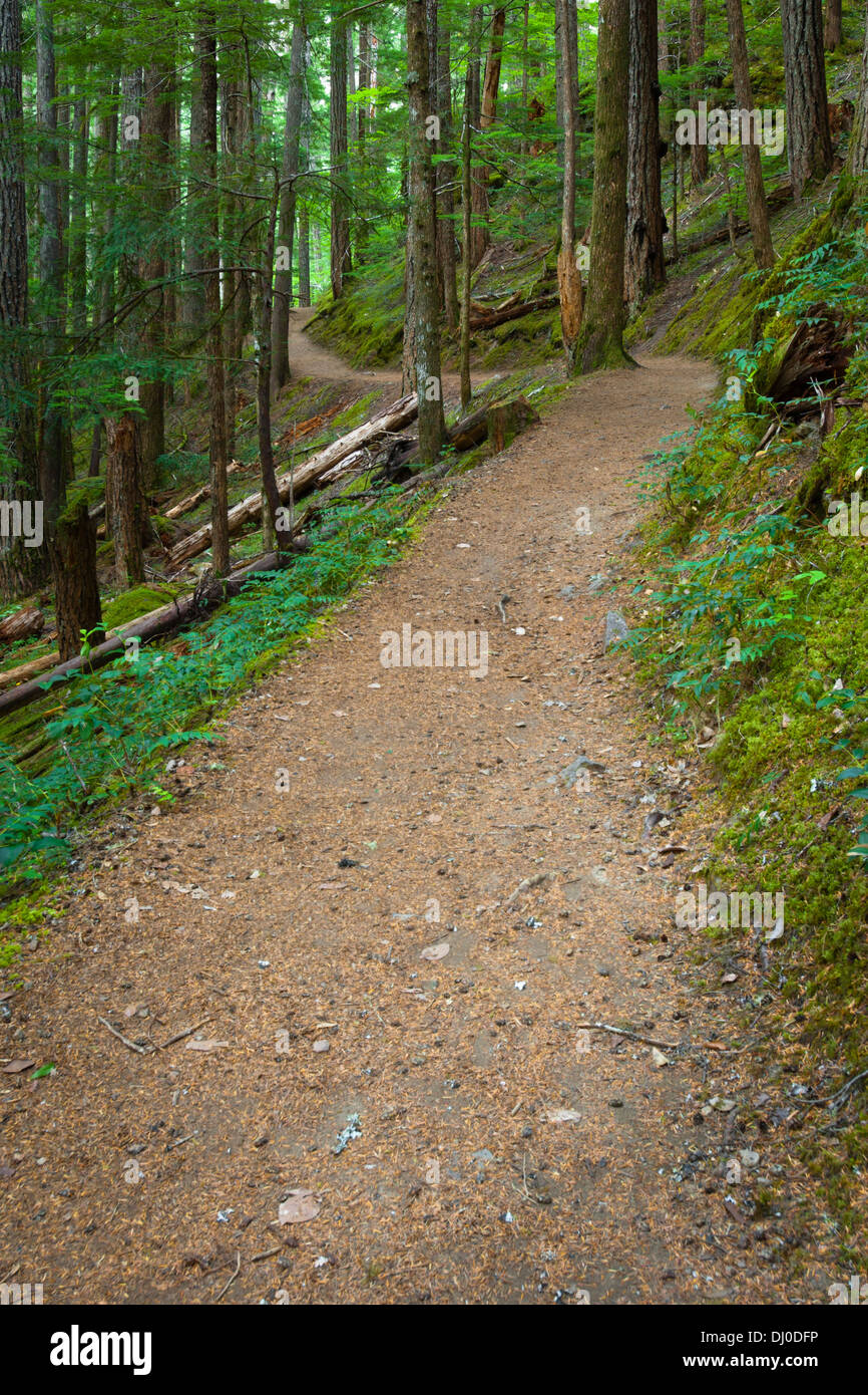Trail through old growth forest in the Ohanapecosh River Valley, Mount Rainier National Park, Washington, USA Stock Photo