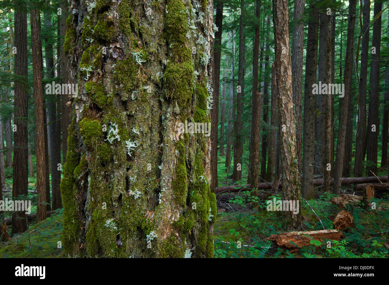Old growth forest in the Ohanapecosh River Valley, Mount Rainier National Park, Washington, USA Stock Photo