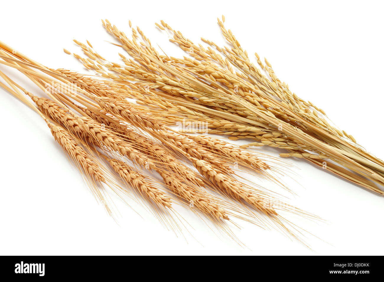 wheat ears (triticum) and rice plants (oryza) isolated on white Stock Photo