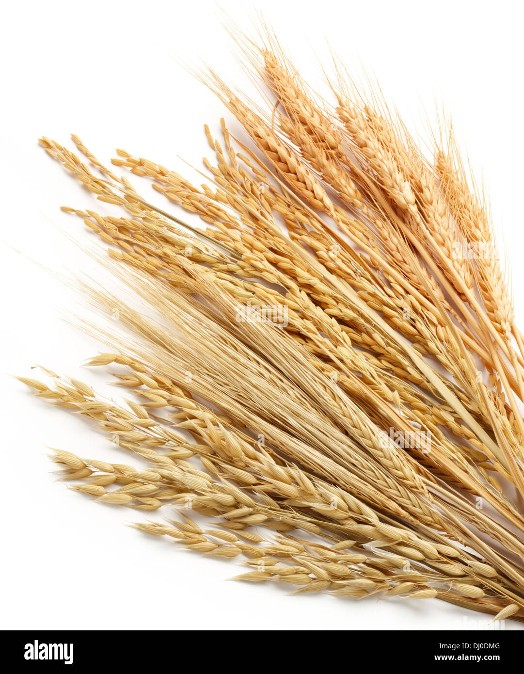 various type of cereals including wheat (triticum), paddy (oryza), barley (hordeum) and oat (avena) Stock Photo