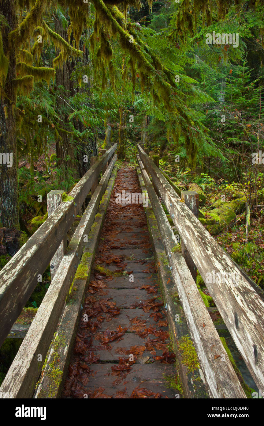 Shady Lane Trail, Staircase Area, Olympic National Park, Washington Stock Photo