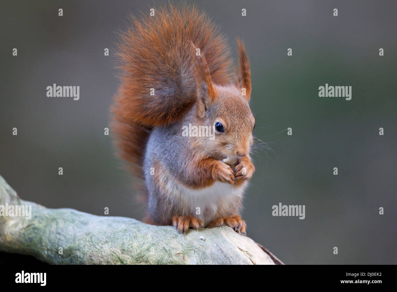 Cute Red Squirrel Sciurus vulgaris eating a hazel nut on a tree branch Stock Photo