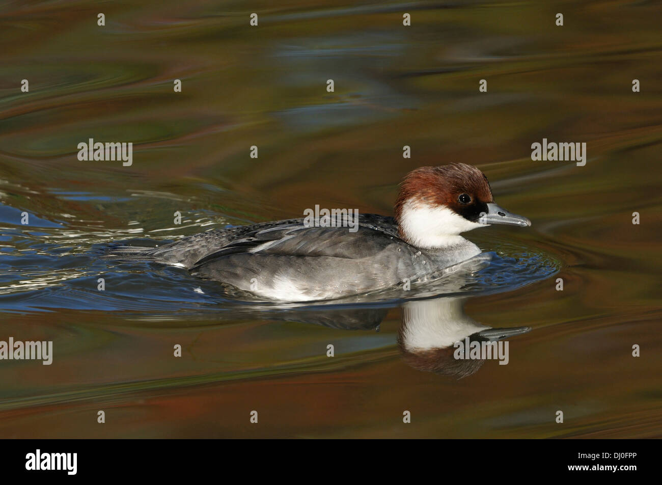 Smew Duck - Mergus albellus Female with reflection Stock Photo