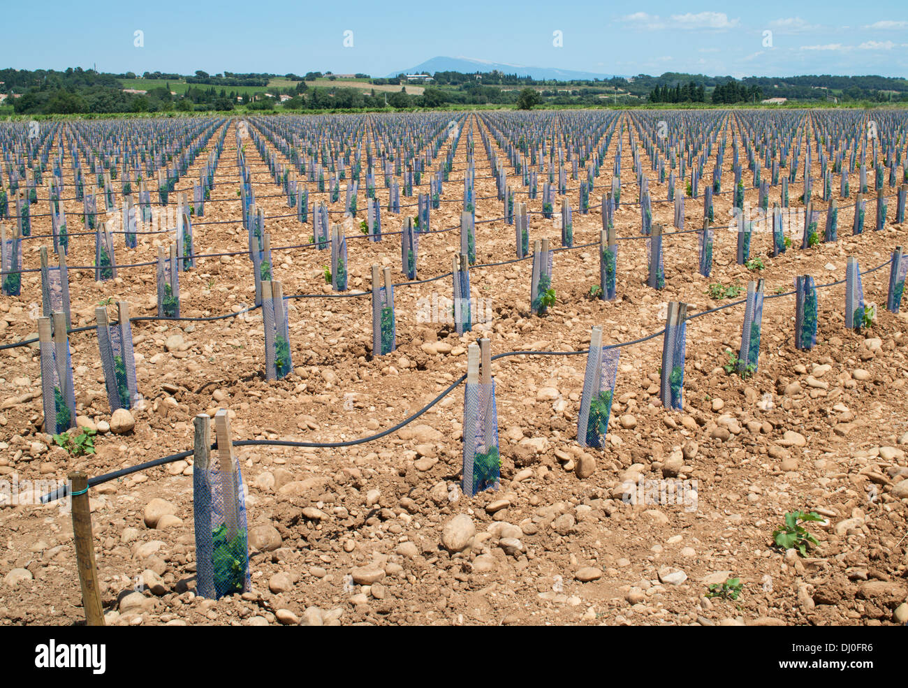 Newly Planted Vines In A Vineyard At Chateauneuf Du Pape France Europe Stock Photo Alamy