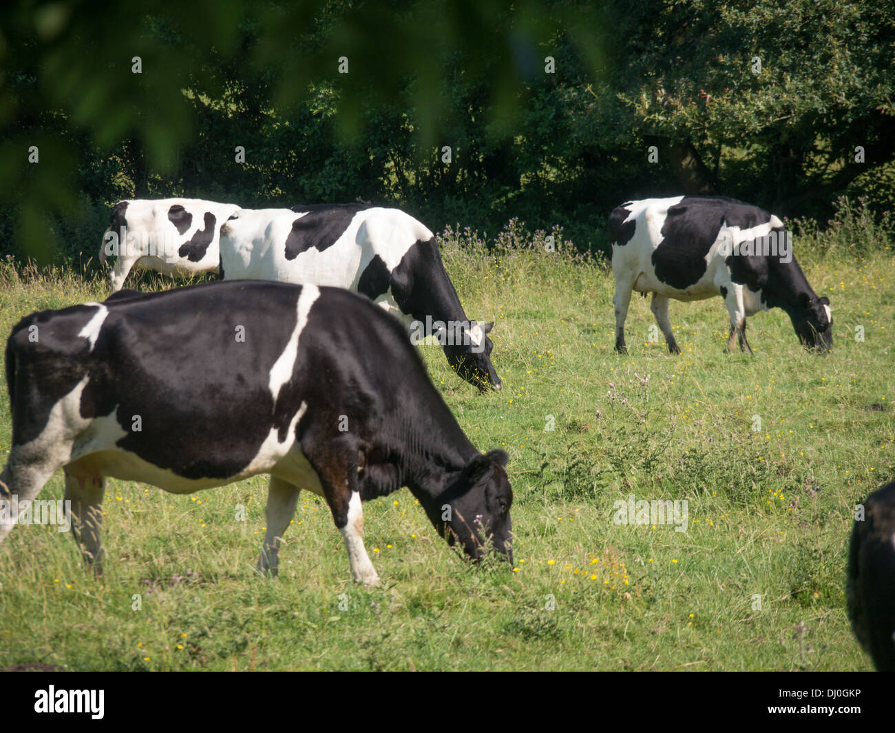 Cows grazing field derbyshire uk Stock Photo Alamy