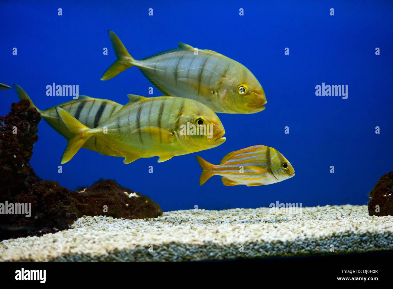 Yellow fish with black stripes (Gnathanodon speciosus) Stock Photo