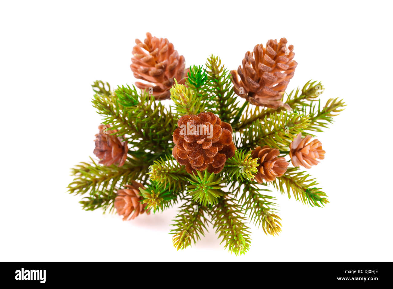 Christmas tree branch with cones isolated on white background Stock ...