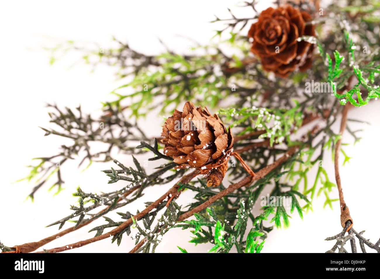 Christmas tree branch with cones isolated on white background Stock ...