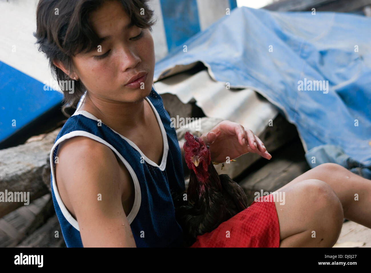 A man is tending to a rooster at a chicken fight in Nong Khai, Thailand. Stock Photo