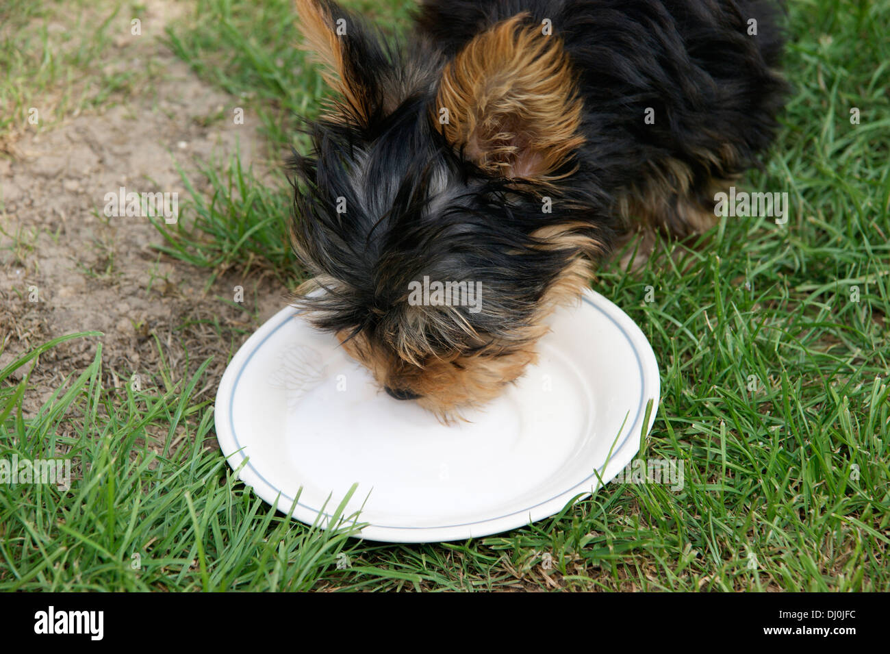 Cute yorkshire terrier puppy dog drinking milk Stock Photo
