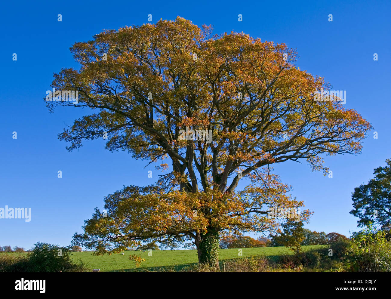 Autumn foliage on mature English Oak Tree growing in farmland, Cumbria, England UK Stock Photo