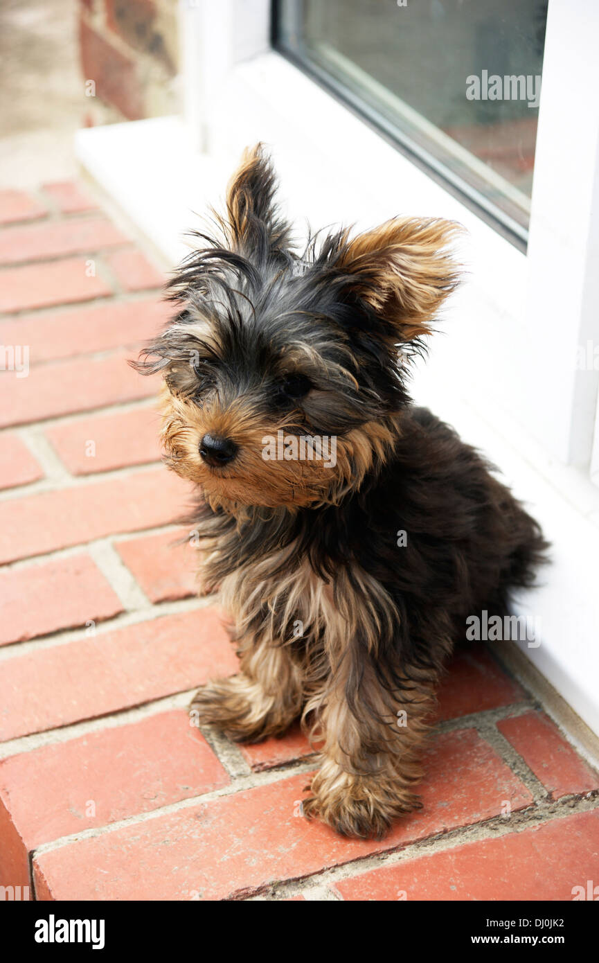 cute yorkshire terrier puppy dog Stock Photo