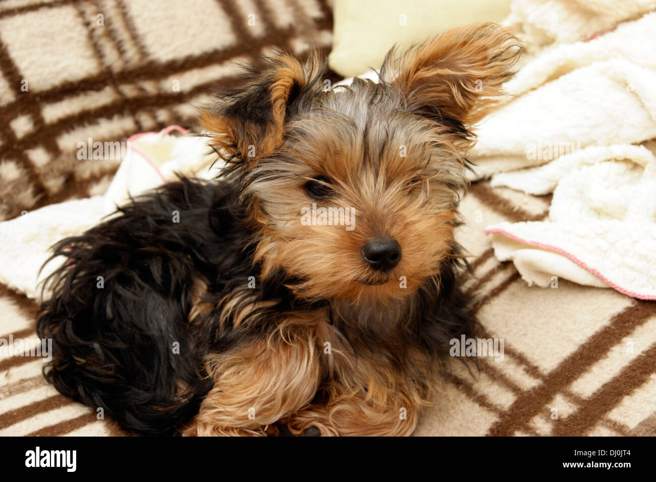 cute yorkshire terrier puppy dog Stock Photo