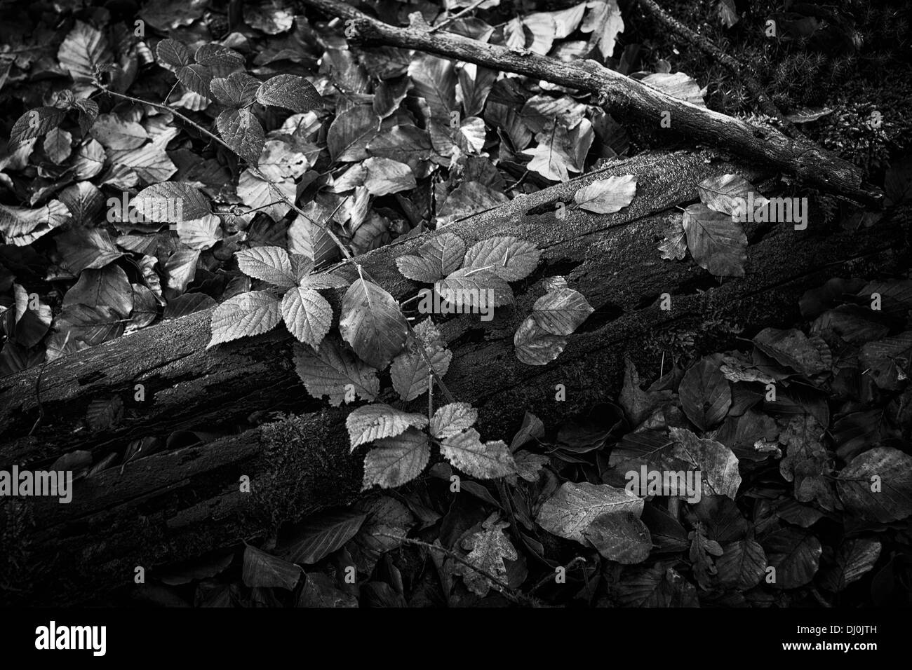 Gloomy autumn  landscape in a wood black and white Stock Photo