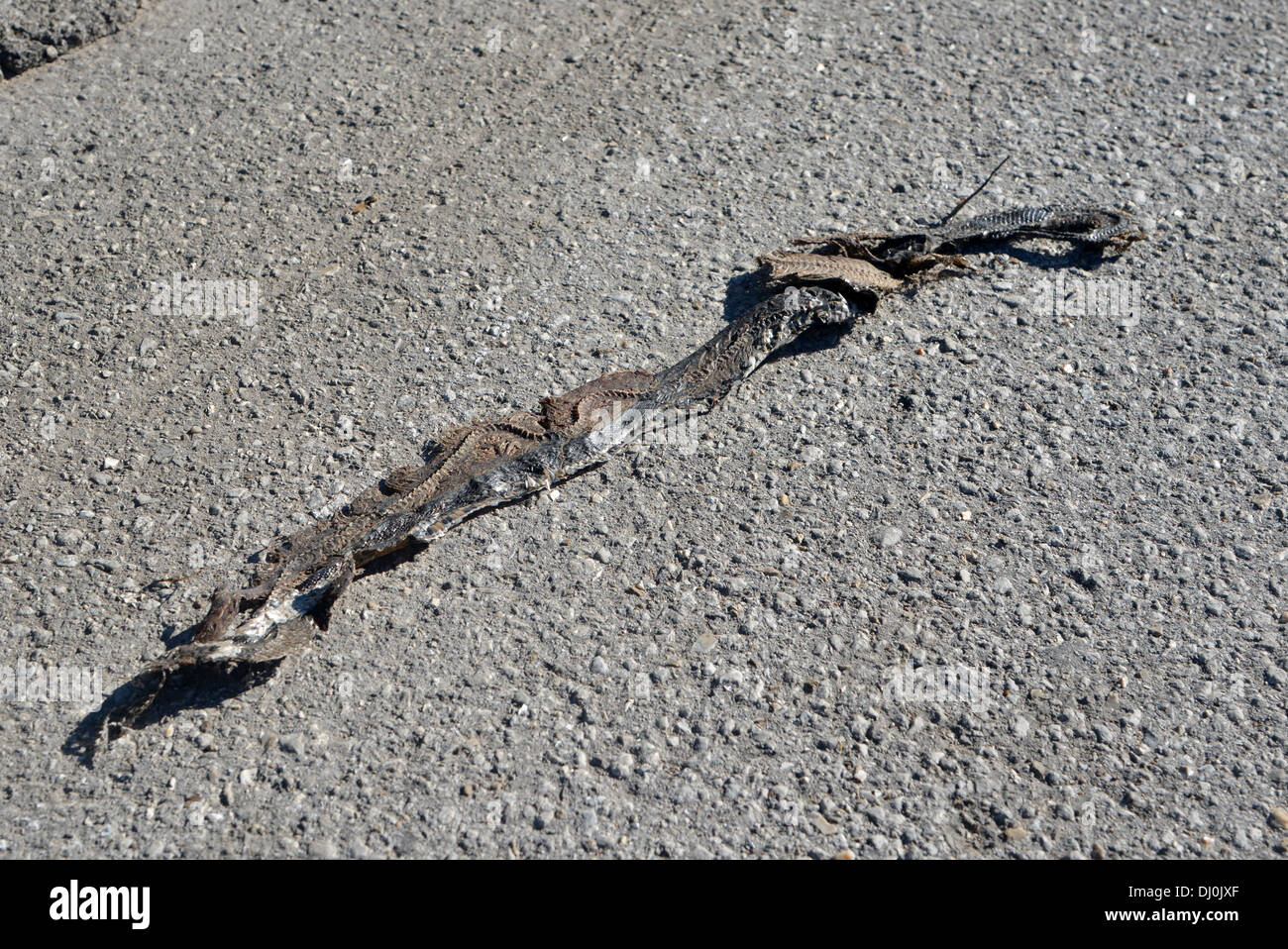 dead snake, flattened by a car in Missouri on old Route 66 Stock Photo