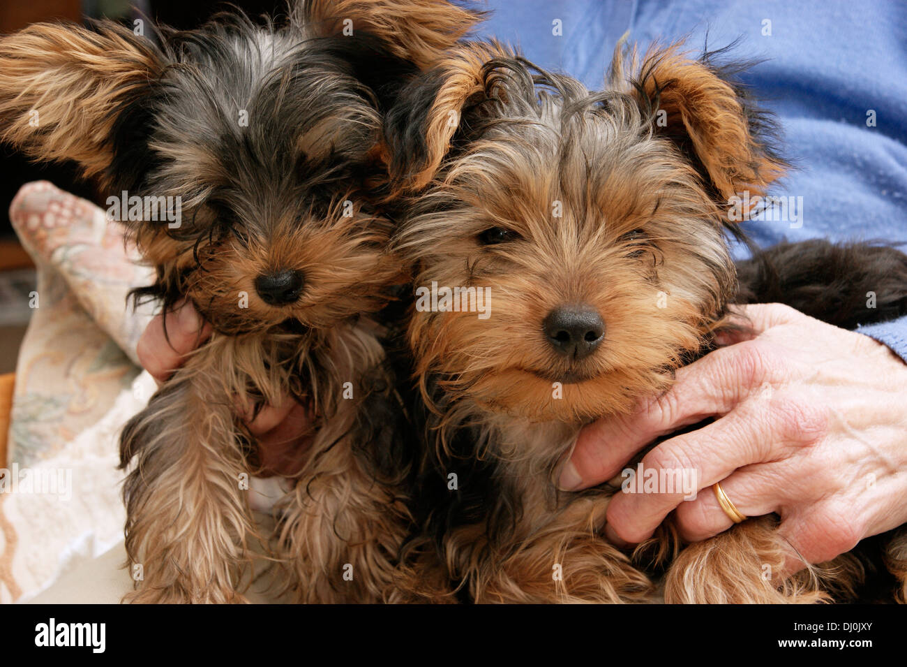 Cute yorkshire terrier puppies having a cuddle Stock Photo