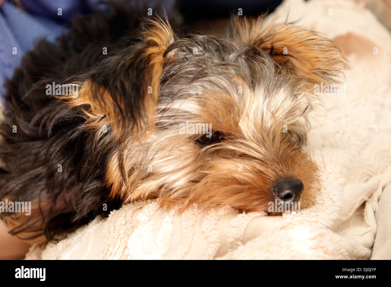cute yorkshire terrier puppy dog Stock Photo