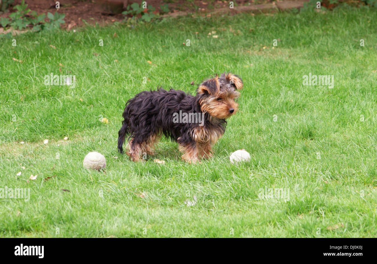 cute yorkshire terrier puppy dog in garden waiting to play ball Stock Photo