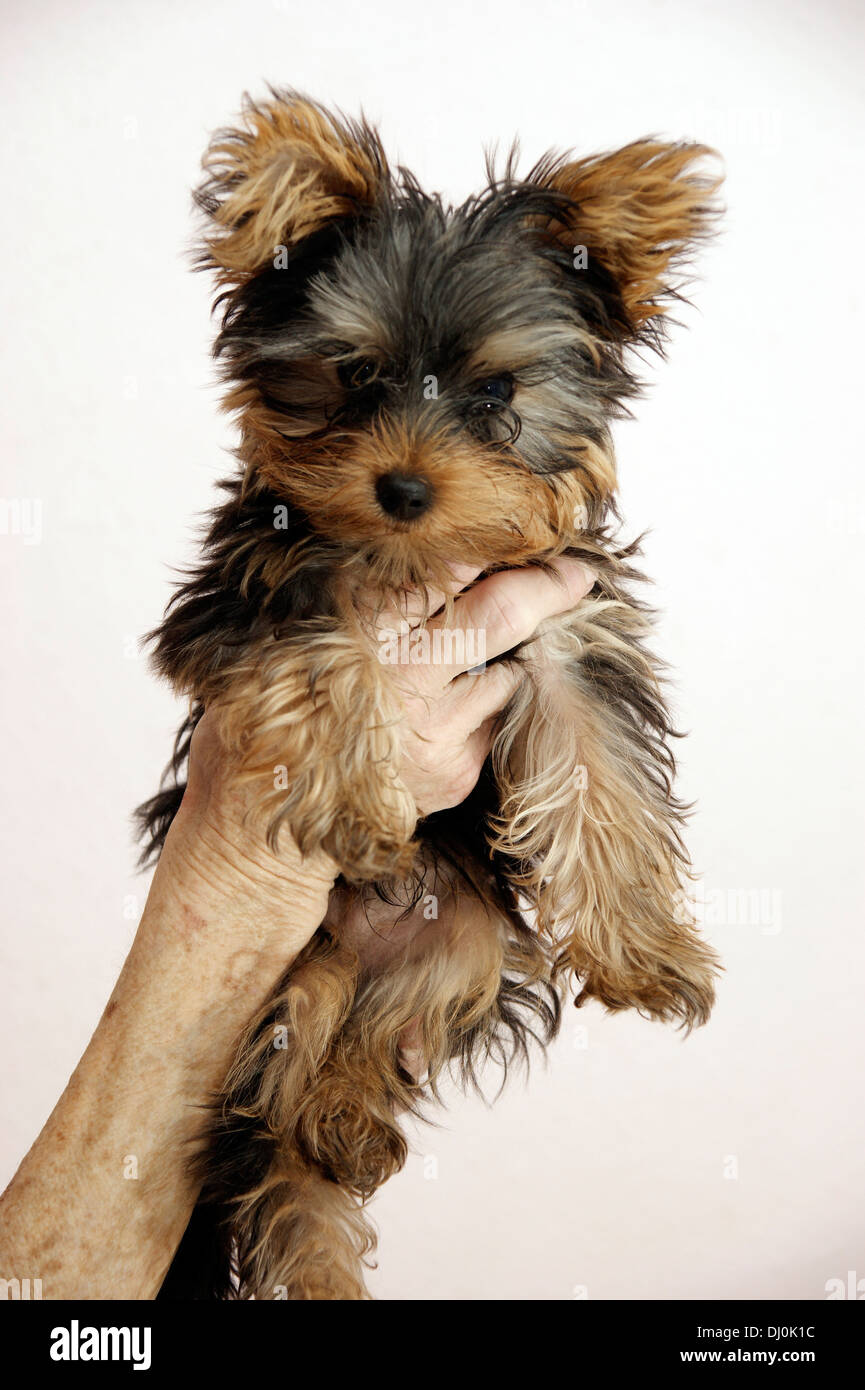 cute yorkshire terrier puppy dog Stock Photo