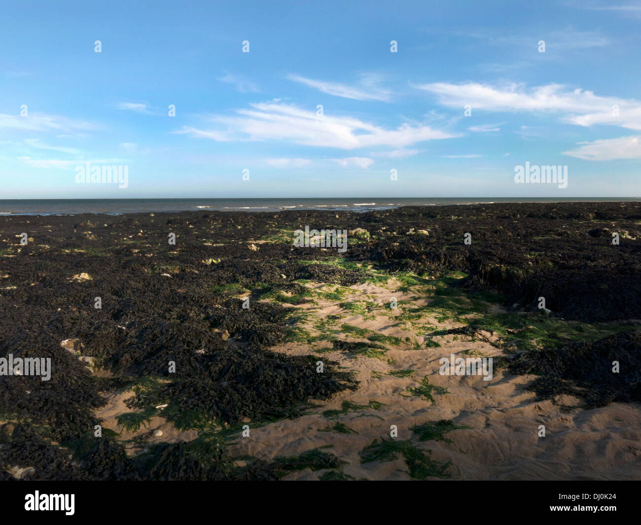 Seaweed on broadstairs beach hires stock photography and images Alamy