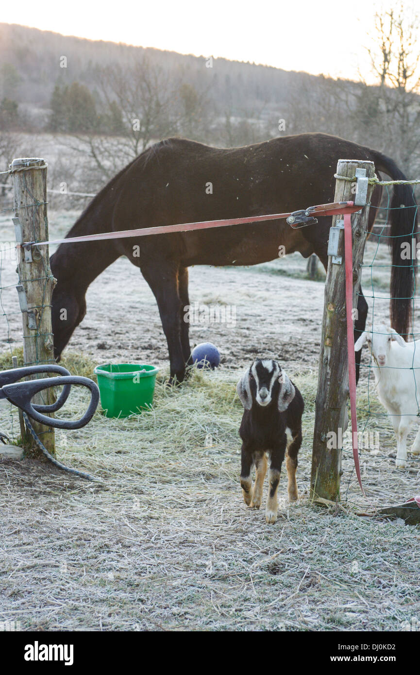 goat and horse Stock Photo Alamy
