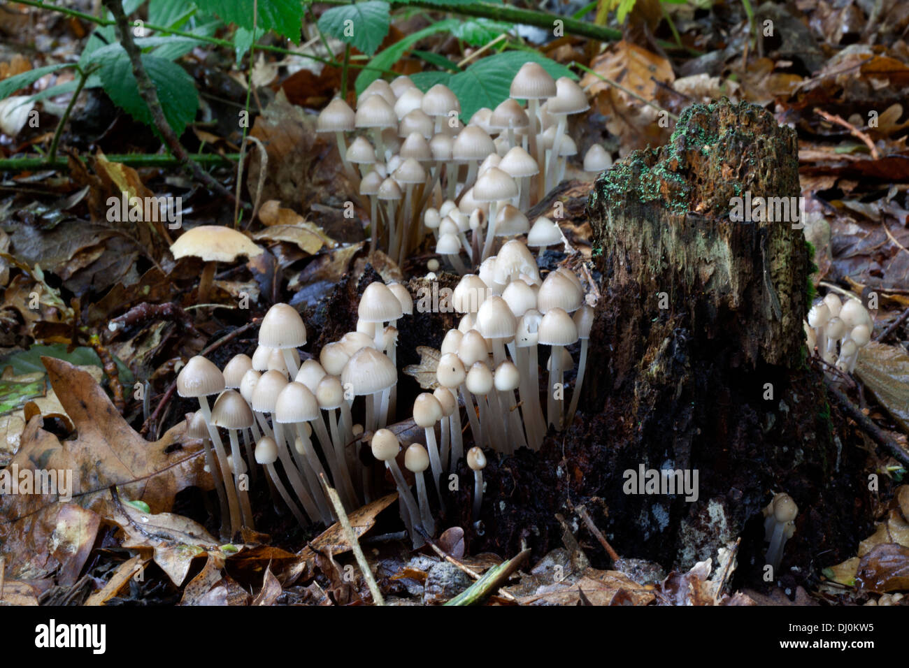 Woodland fungi hi-res stock photography and images - Alamy