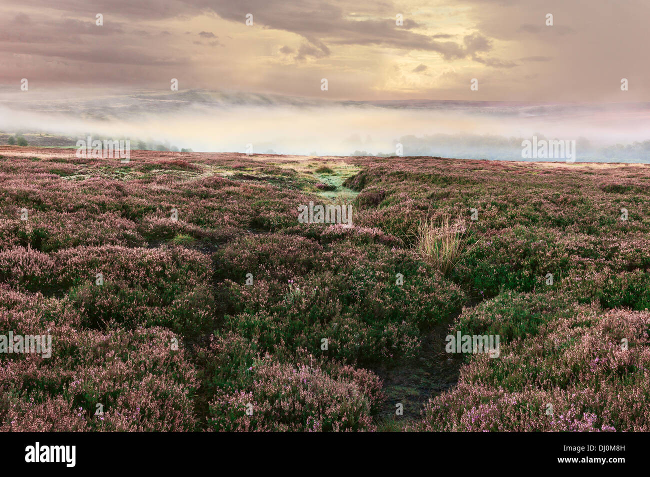 Mist over open moorland as dawn breaks on the North York Moors revealing heather in bloom near Goathland, Yorkshire, UK. Stock Photo