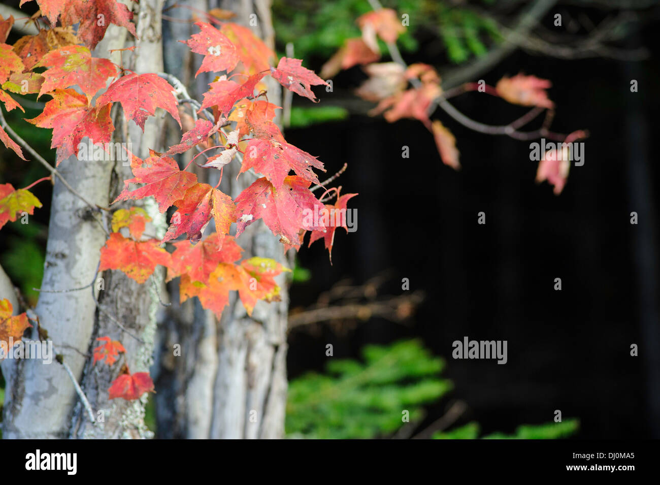 Maple leaves in fall colours Stock Photo
