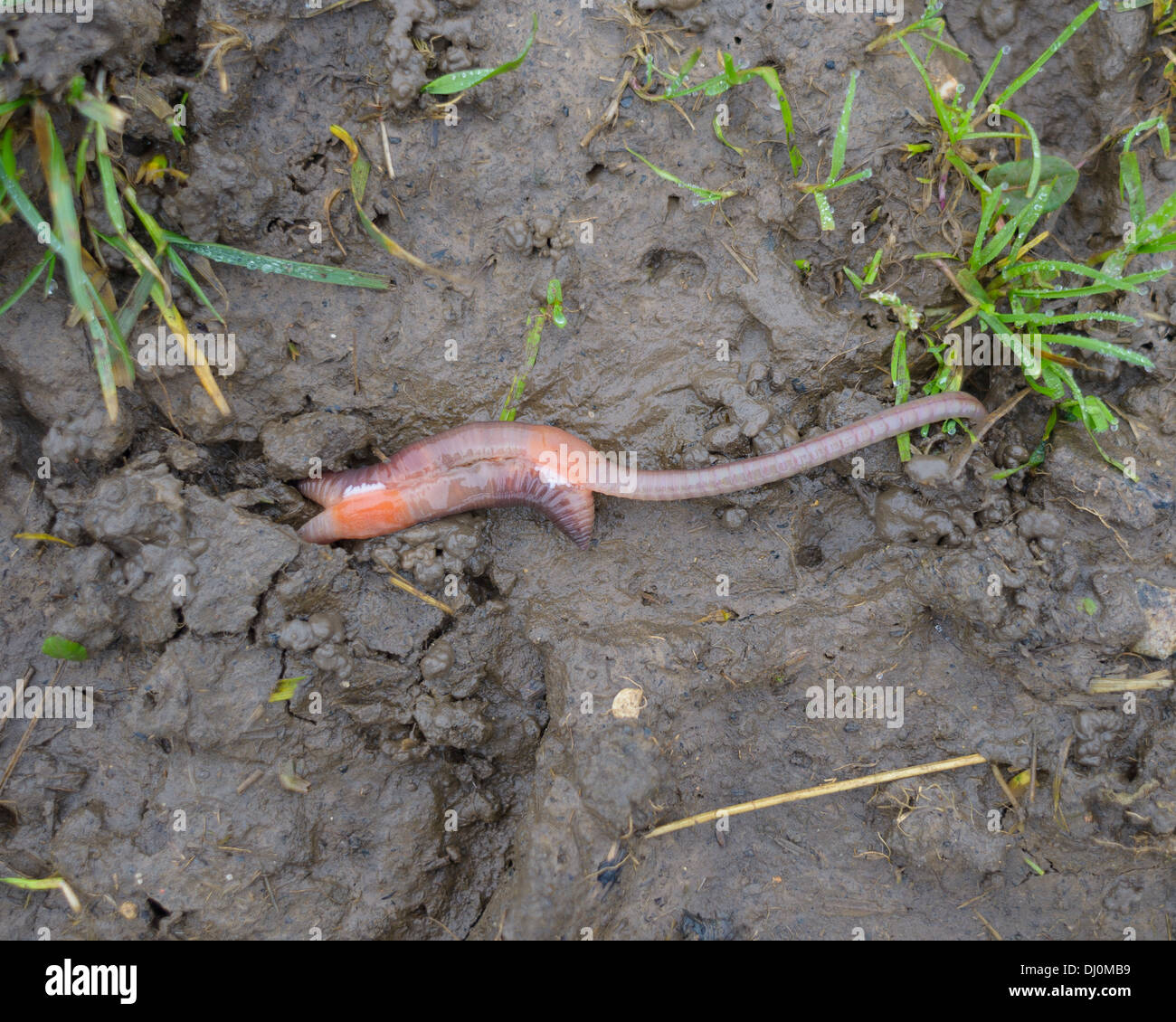 Two earthworms mating Stock Photo