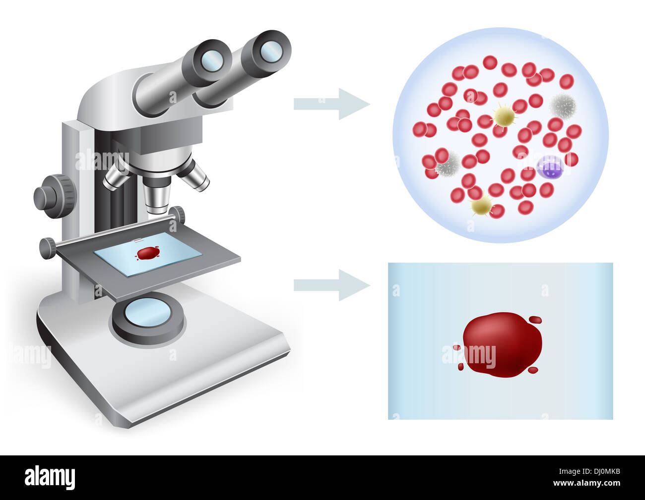 blood under a microscope Stock Photo Alamy