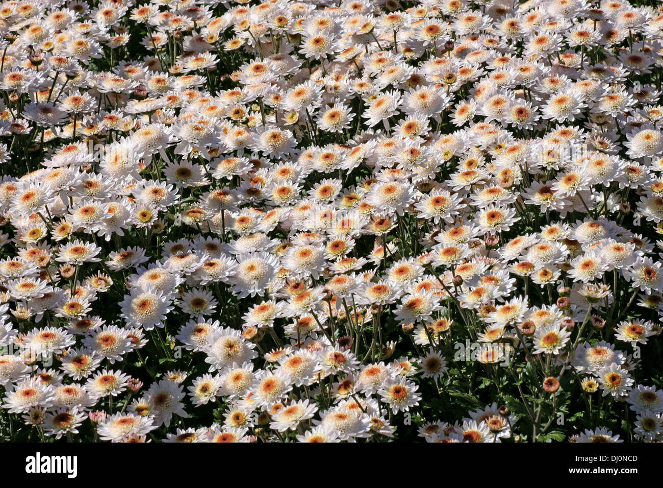 flowerbed with chrysanthemums at fall Stock Photo