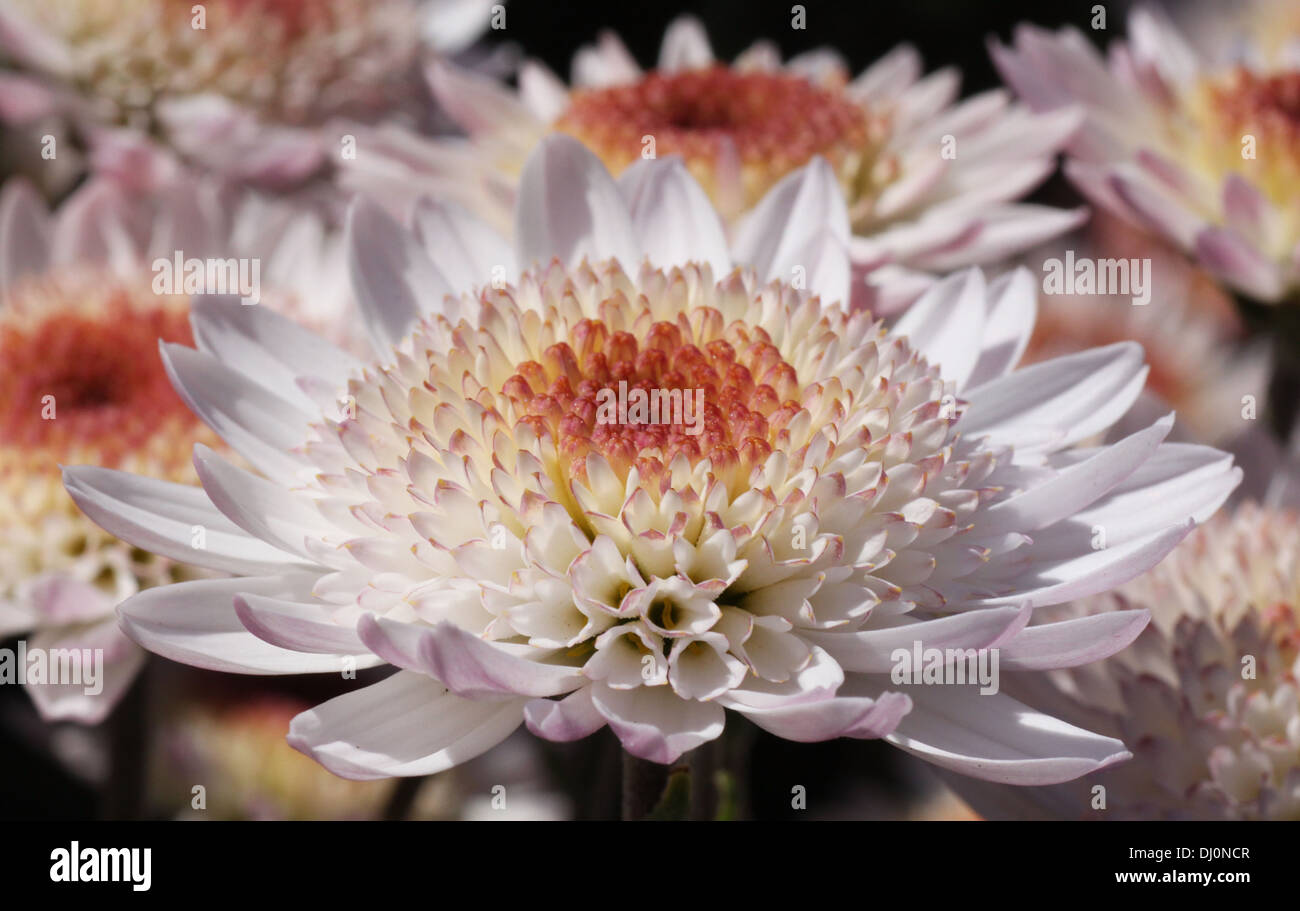 Close up of chrysanthemum petals hi-res stock photography and images ...